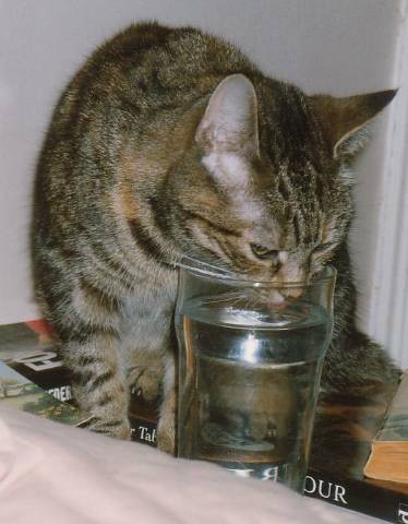 Cats0005/JPG