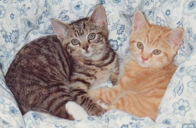 Cats0001/JPG