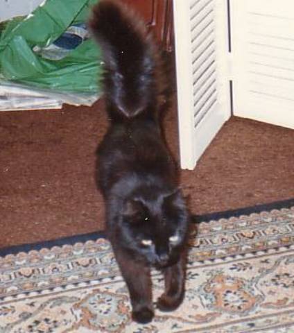 Cats0003/JPG