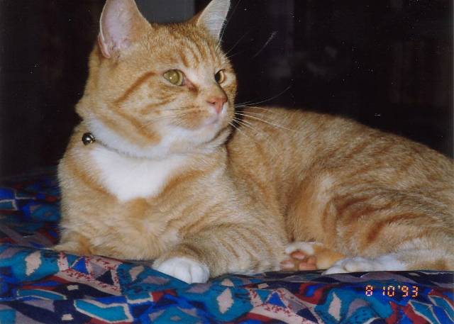 Cats0004/JPG