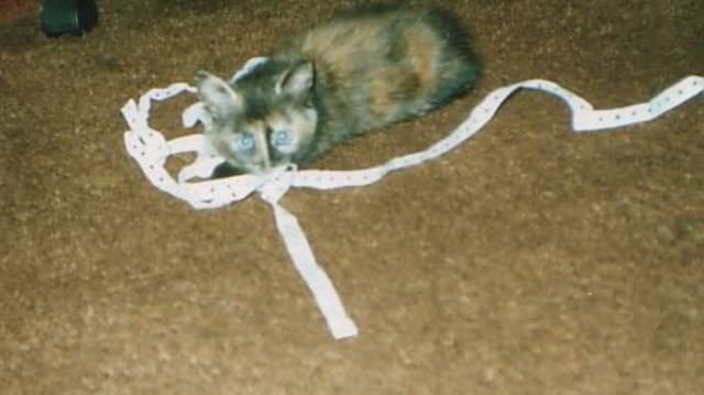Cats0002/JPG